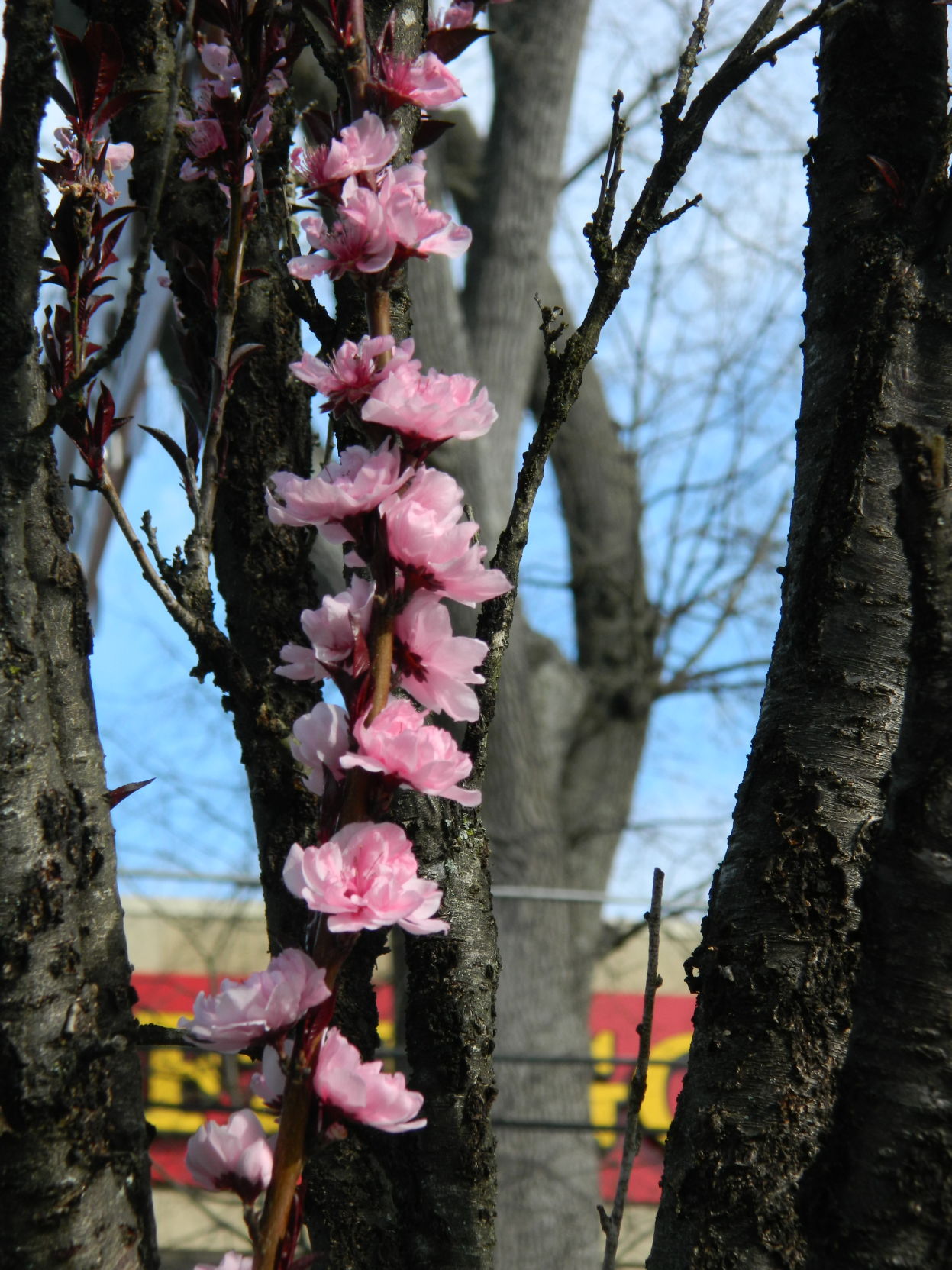 Spring photos (33).JPG